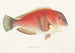 Fauna japonica, Pl. 101 - Philipp Franz Balthasar von Siebold — artwork view