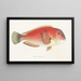Fauna japonica, Pl. 101 - Philipp Franz Balthasar von Siebold — framed artwork on a wall
