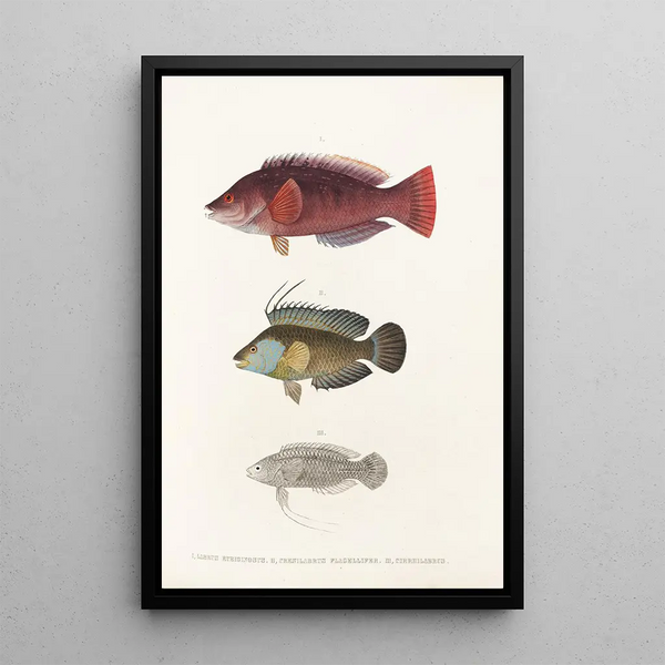 Fauna japonica Pl102 - Philipp Franz Balthasar von Siebold — framed artwork on a wall