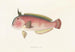 Japanese Fauna Pl104 - Philipp Franz Balthasar von Siebold — artwork view