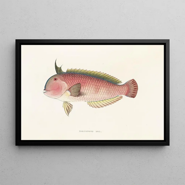 Japanese Fauna Pl104 - Philipp Franz Balthasar von Siebold — framed artwork on a wall