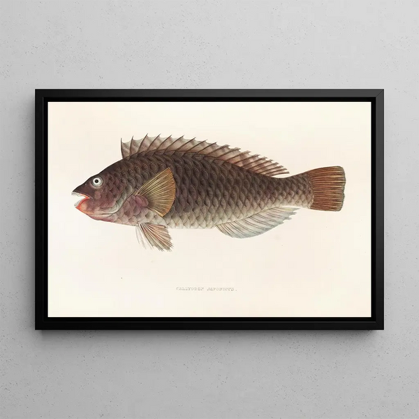 Fauna japonica Pl106 - Philipp Franz Balthasar von Siebold — framed artwork on a wall