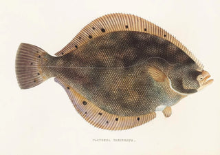 Fauna japonica Pl107 - Philipp Franz Balthasar von Siebold — artwork view