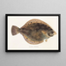 Fauna japonica Pl107 - Philipp Franz Balthasar von Siebold — framed artwork on a wall