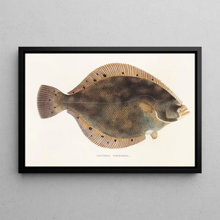 Fauna japonica Pl107 - Philipp Franz Balthasar von Siebold — framed artwork on a wall