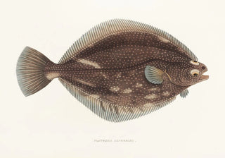 Philipp Franz Balthasar von Siebold - Fauna japonica Pl108.webp