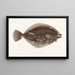 Fauna japonica Pl108 - Philipp Franz Balthasar von Siebold — framed artwork on a wall