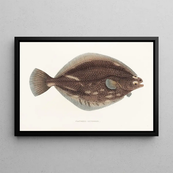 Fauna japonica Pl108 - Philipp Franz Balthasar von Siebold — framed artwork on a wall