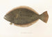 Fauna japonica Pl111 - Philipp Franz Balthasar von Siebold — artwork view