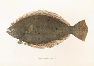 Fauna japonica Pl111 - Philipp Franz Balthasar von Siebold — artwork view