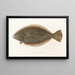 Fauna japonica Pl111 - Philipp Franz Balthasar von Siebold — framed artwork on a wall