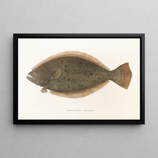 Fauna japonica Pl111 - Philipp Franz Balthasar von Siebold — framed artwork on a wall