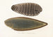Fauna japonica Pl112 - Philipp Franz Balthasar von Siebold — artwork view