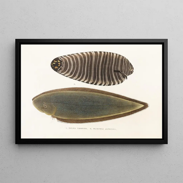 Fauna japonica Pl112 - Philipp Franz Balthasar von Siebold — framed artwork on a wall