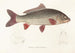 Fauna japonica Pl113 - Philipp Franz Balthasar von Siebold — artwork view