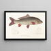Fauna japonica Pl113 - Philipp Franz Balthasar von Siebold — framed artwork on a wall
