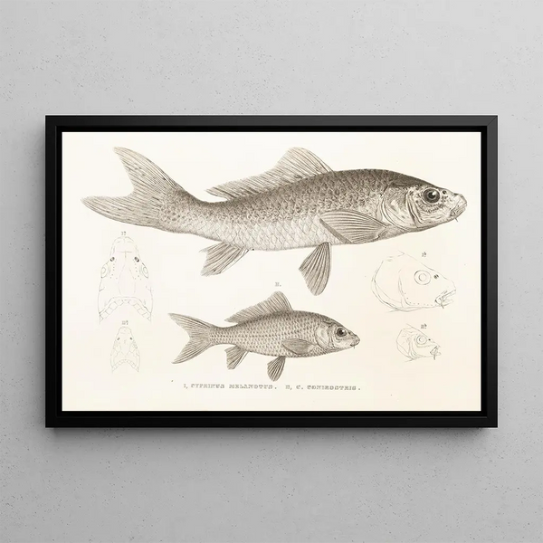Faune japonaise Pl114 - Philipp Franz Balthasar von Siebold — framed artwork on a wall