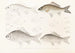 Fauna japonica Pl115 - Philipp Franz Balthasar von Siebold — artwork view