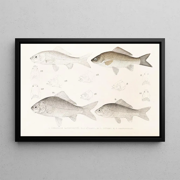 Fauna japonica Pl115 - Philipp Franz Balthasar von Siebold — framed artwork on a wall