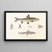 Faune japonaise Pl116 - Philipp Franz Balthasar von Siebold — framed artwork on a wall