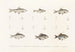 Faune japonaise Pl117 - Philipp Franz Balthasar von Siebold — artwork view
