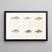 Faune japonaise Pl117 - Philipp Franz Balthasar von Siebold — framed artwork on a wall