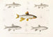 Fauna japonica Pl118 - Philipp Franz Balthasar von Siebold — artwork view
