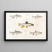 Fauna japonica Pl118 - Philipp Franz Balthasar von Siebold — framed artwork on a wall