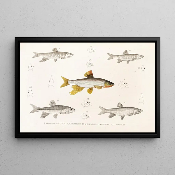 Fauna japonica Pl118 - Philipp Franz Balthasar von Siebold — framed artwork on a wall