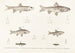 Fauna japonica Pl119 - Philipp Franz Balthasar von Siebold — artwork view