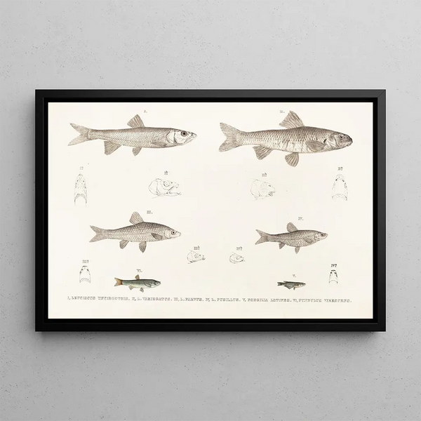 Fauna japonica Pl119 - Philipp Franz Balthasar von Siebold — framed artwork on a wall
