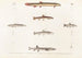 Fauna japonica Pl120 - Philipp Franz Balthasar von Siebold — artwork view