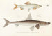 Fauna japonica Pl122 - Philipp Franz Balthasar von Siebold — artwork view