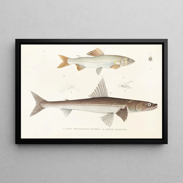 Fauna japonica Pl122 - Philipp Franz Balthasar von Siebold — framed artwork on a wall
