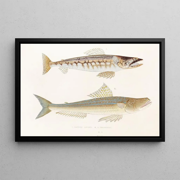 Fauna japonica Pl123 - Philipp Franz Balthasar von Siebold — framed artwork on a wall