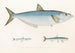 Fauna japonica Pl125 - Philipp Franz Balthasar von Siebold — artwork view