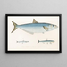 Fauna japonica Pl125 - Philipp Franz Balthasar von Siebold — framed artwork on a wall