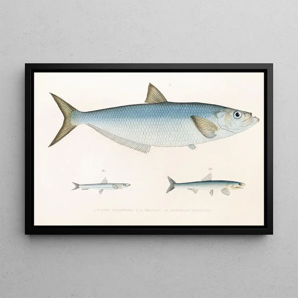 Fauna japonica Pl125 - Philipp Franz Balthasar von Siebold — framed artwork on a wall