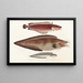 Faune japonaise Pl128 - Philipp Franz Balthasar von Siebold — framed artwork on a wall