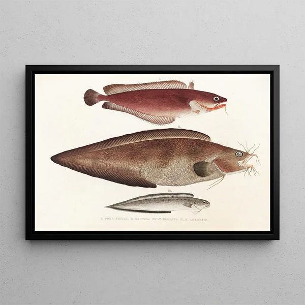 Faune japonaise Pl128 - Philipp Franz Balthasar von Siebold — framed artwork on a wall