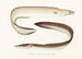Fauna japonica Pl130 - Philipp Franz Balthasar von Siebold — artwork view