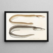 Faune japonaise Pl131 - Philipp Franz Balthasar von Siebold — framed artwork on a wall