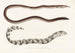 Fauna japonica Pl132 - Philipp Franz Balthasar von Siebold — artwork view