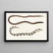 Fauna japonica Pl132 - Philipp Franz Balthasar von Siebold — framed artwork on a wall