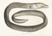 Fauna japonica Pl133 - Philipp Franz Balthasar von Siebold — artwork view