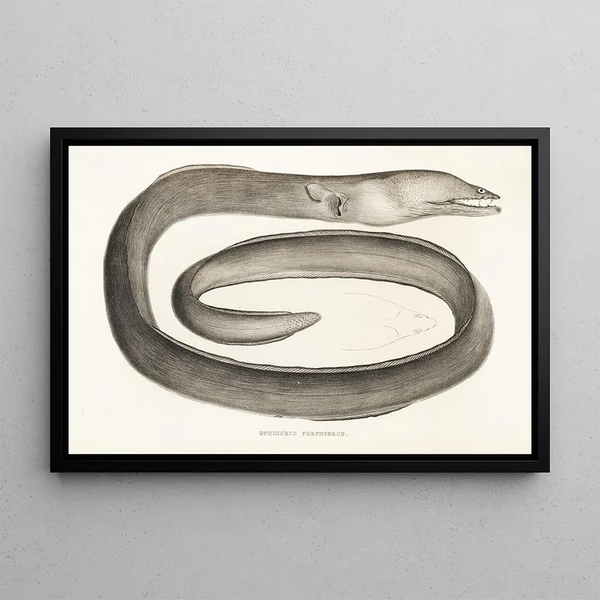 Fauna japonica Pl133 - Philipp Franz Balthasar von Siebold — framed artwork on a wall
