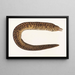 Faune japonaise Pl134 - Philipp Franz Balthasar von Siebold — framed artwork on a wall