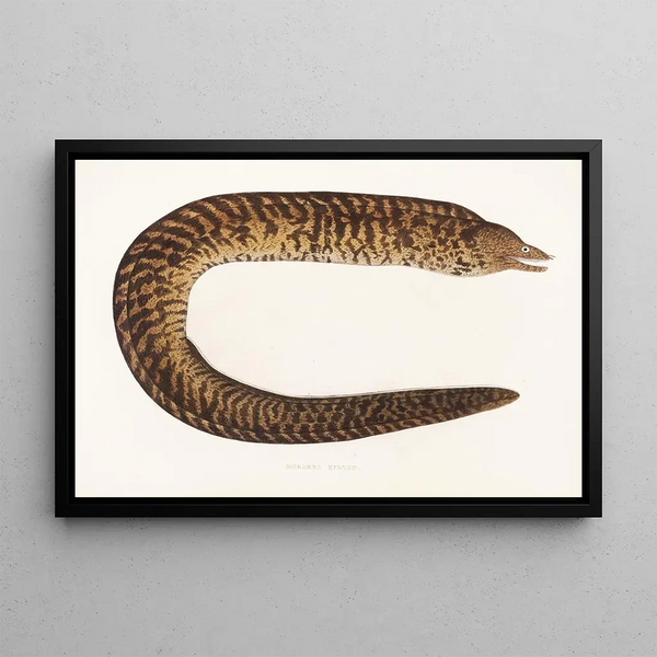 Faune japonaise Pl134 - Philipp Franz Balthasar von Siebold — framed artwork on a wall