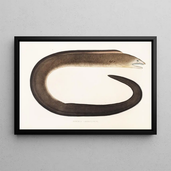 Fauna japonica Pl135 - Philipp Franz Balthasar von Siebold — framed artwork on a wall