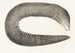 Fauna japonica Pl136 - Philipp Franz Balthasar von Siebold — artwork view